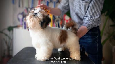 Halashan - Chiot disponible  - Shih Tzu