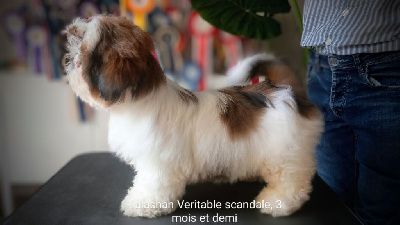 Halashan - Chiot disponible  - Shih Tzu