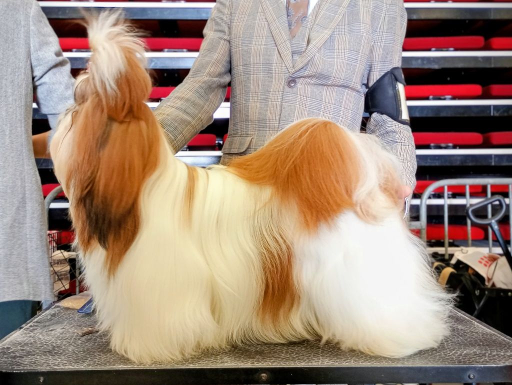 Halashan Vaniteux je sais