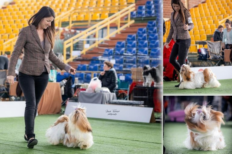 HALASHAN Vaniteux Je Sais à L'INTERNATIONAL
