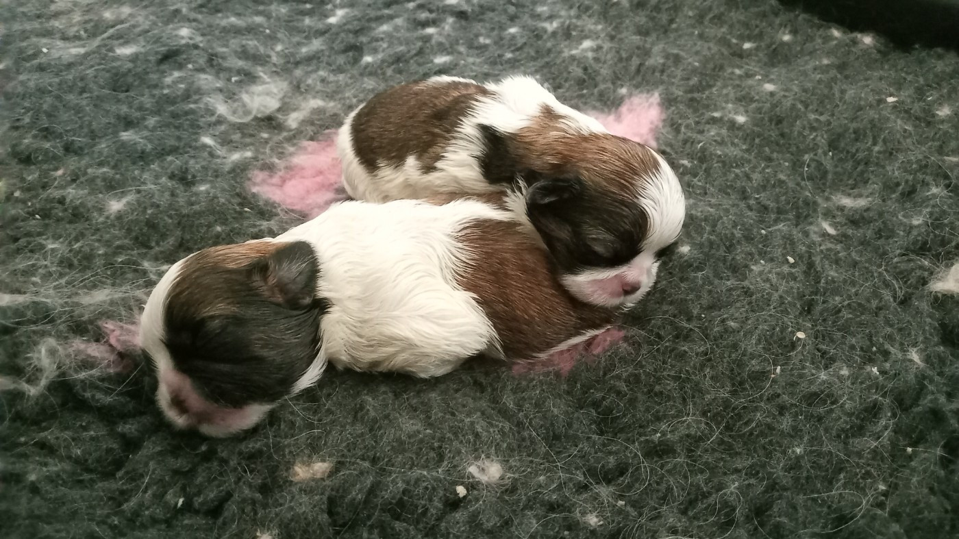 Les bébés sont nés