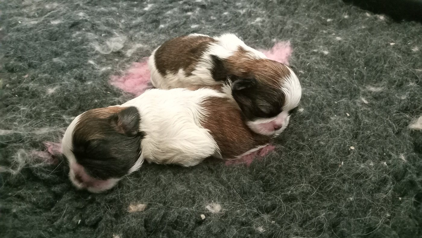 Chiot Shih Tzu Halashan