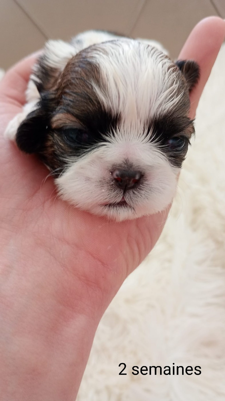 Halashan - Chiots disponibles - Shih Tzu