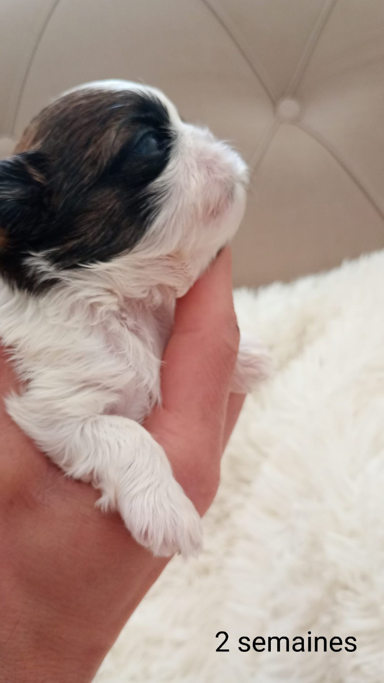 Halashan - Chiots disponibles - Shih Tzu