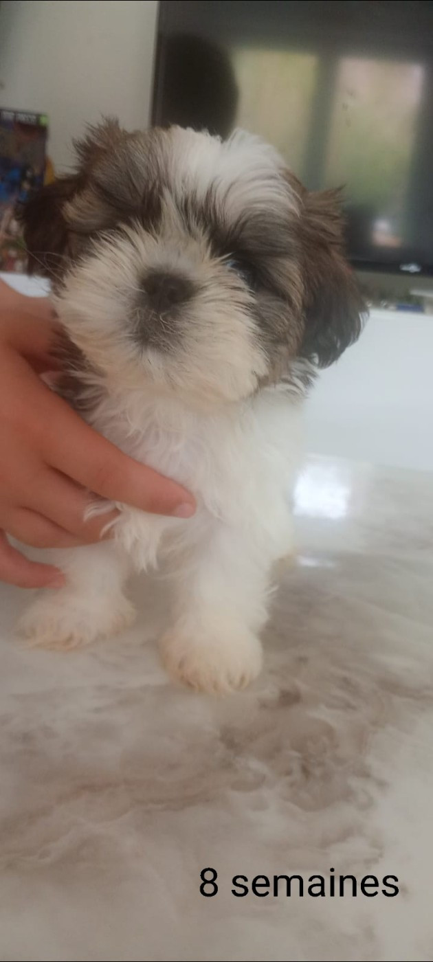Halashan - Chiots disponibles - Shih Tzu